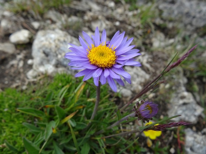 Aster alpinus Goliath Fioletowe kwiaty Wabi motyle